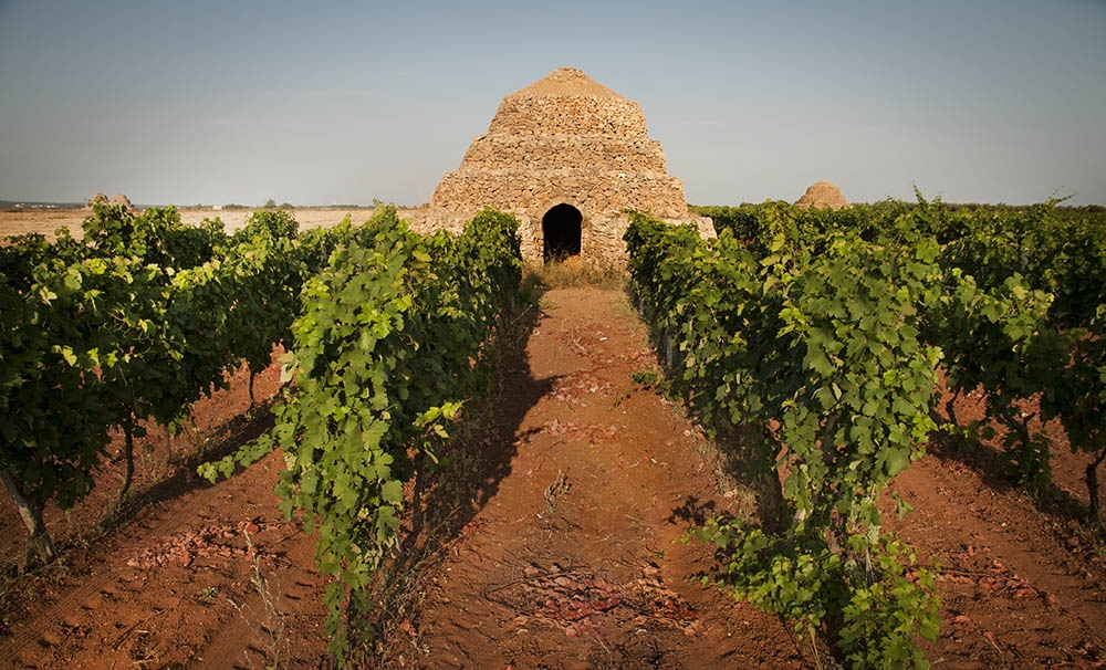 Il Primitivo di Manduria chiede - e ottiene- più controlli in vigna e lo stop a nuove superfici vitate fino al 2026