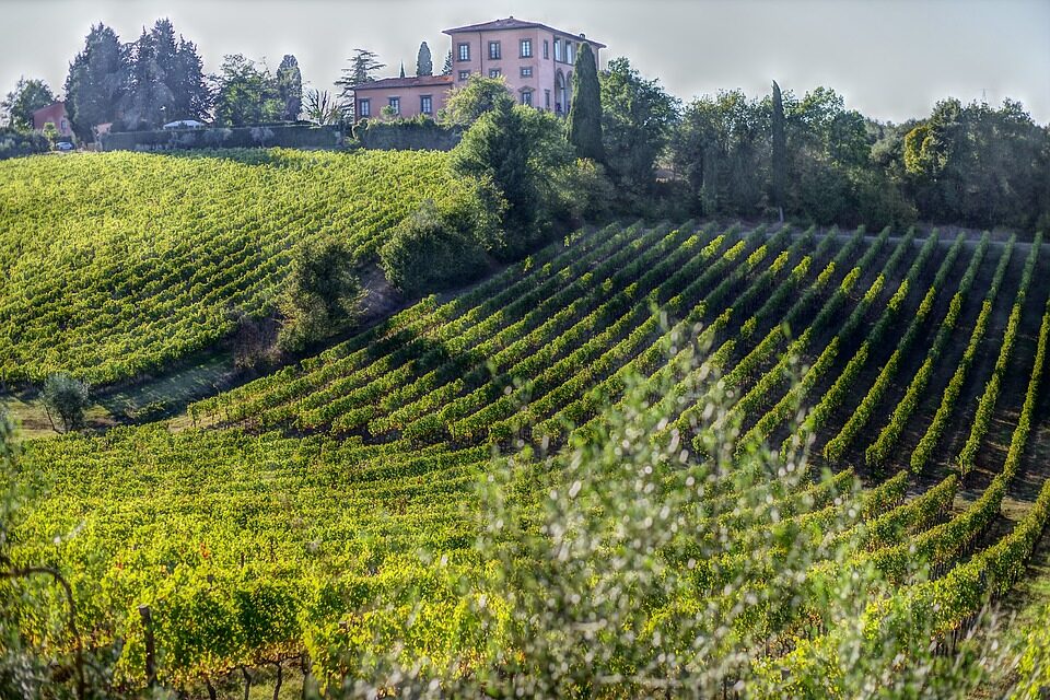 Bolgheri vince contro il marchio bulgaro Bolgaré: riconosciute dall’EUIPO tutte le ragioni del Consorzio toscano