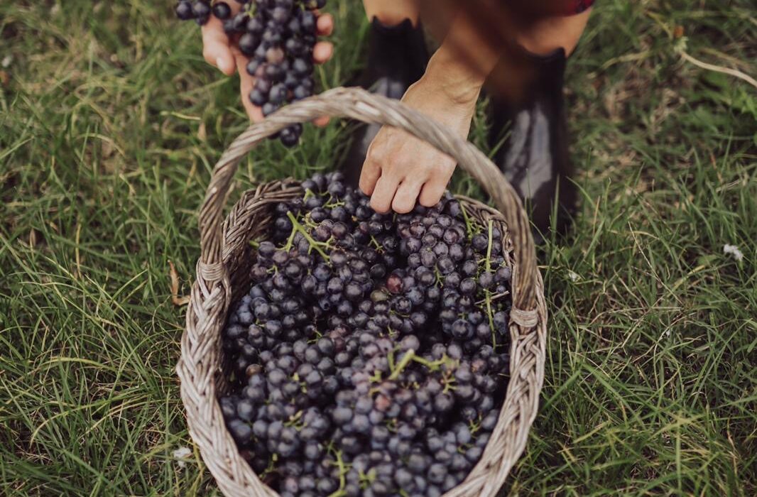 La “new generation” del Lambrusco rilancia le bollicine emiliane