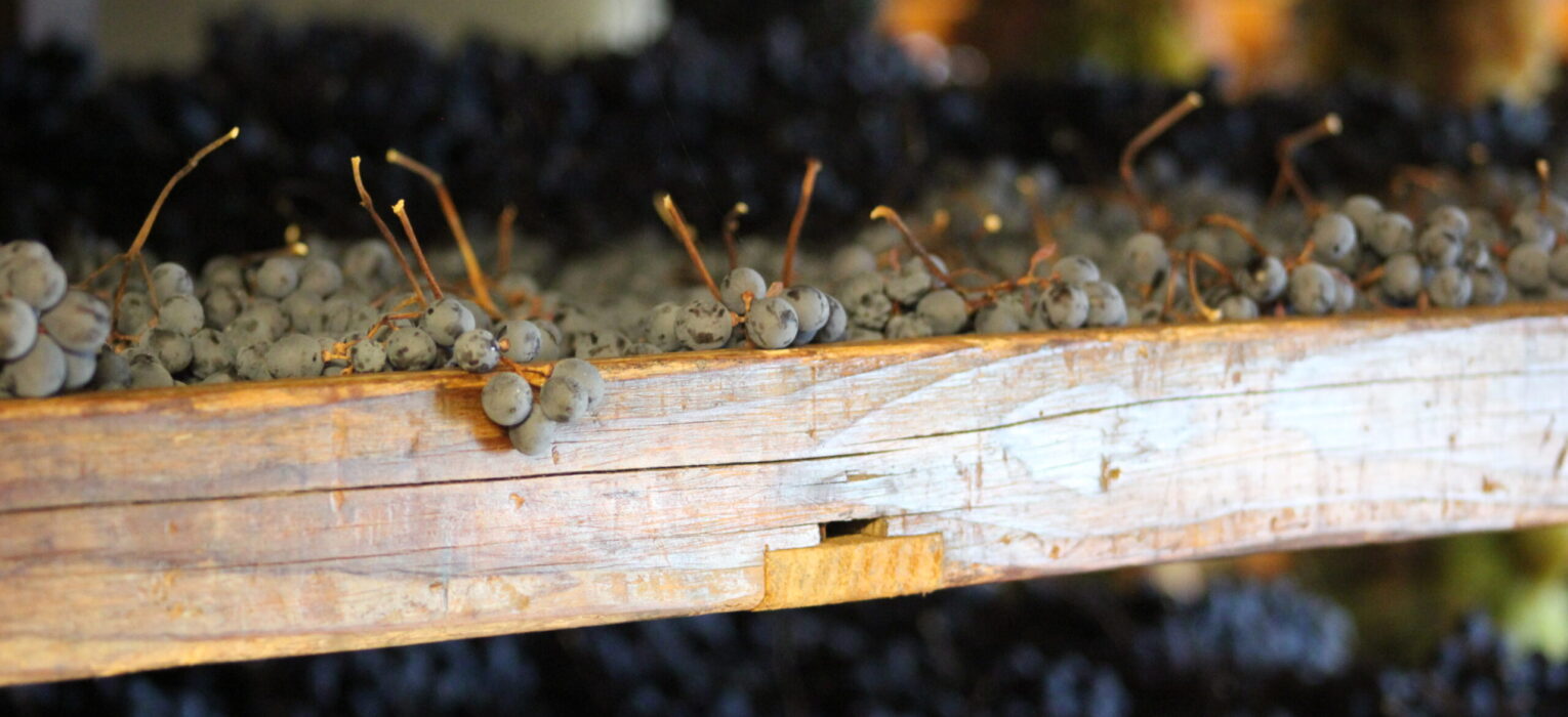 “Appassimento, ritorno al futuro” L’impegno della Valpolicella per rendere la tecnica patrimonio culturale immateriale Unesco