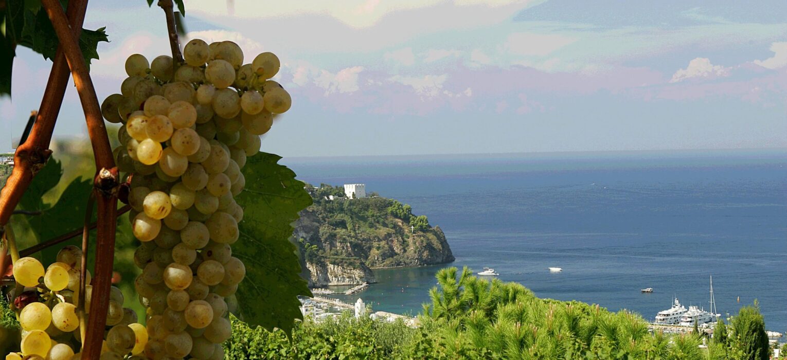 Cantina Tommasone: come fare vino d’eccellenza a Ischia