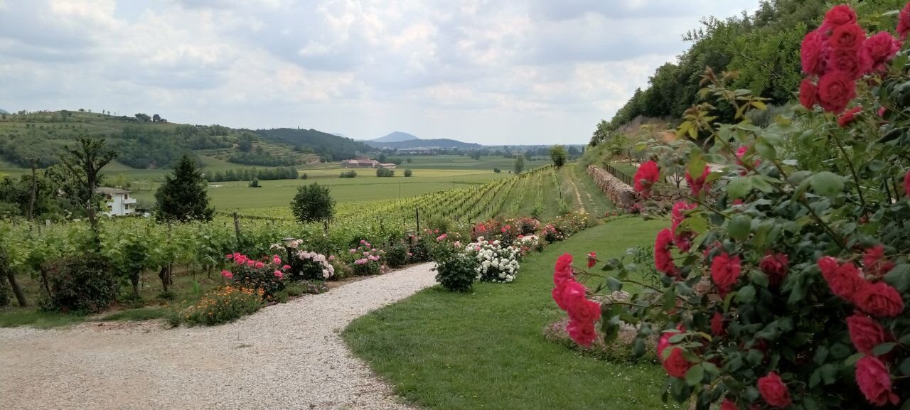 Colli Berici: un motore potentissimo pronto per gareggiare