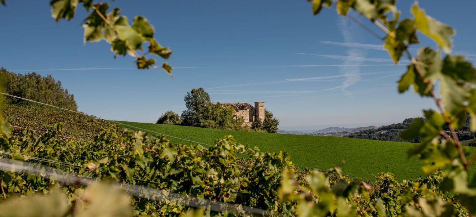 Cantina La Canosa: come ti racconto le Marche non solo da bere