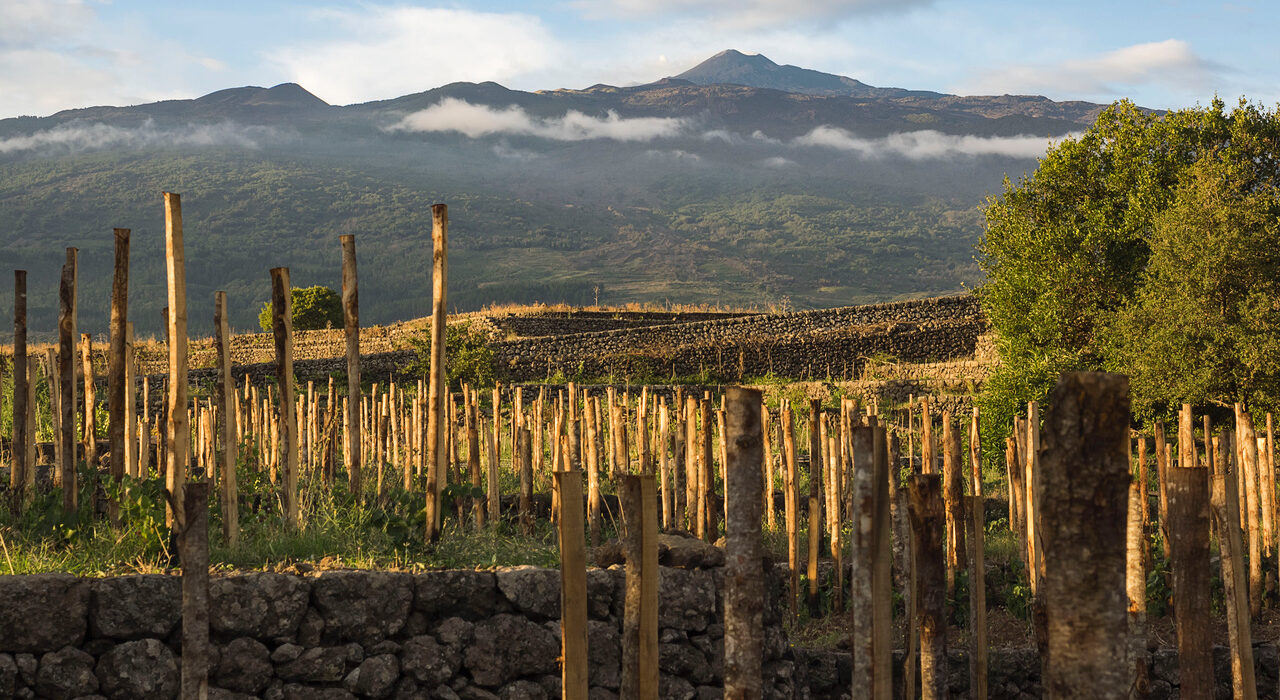 Consorzio Etna Doc: ottime aspettative dalla vendemmia 2020