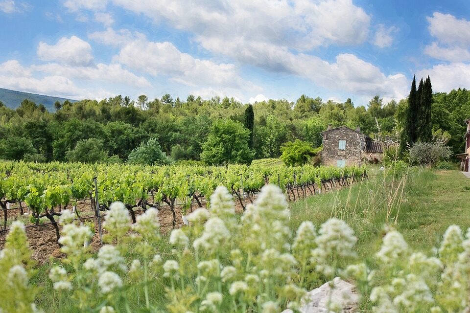 Viaggio alla scoperta delle vigne più pregiate del territorio francese