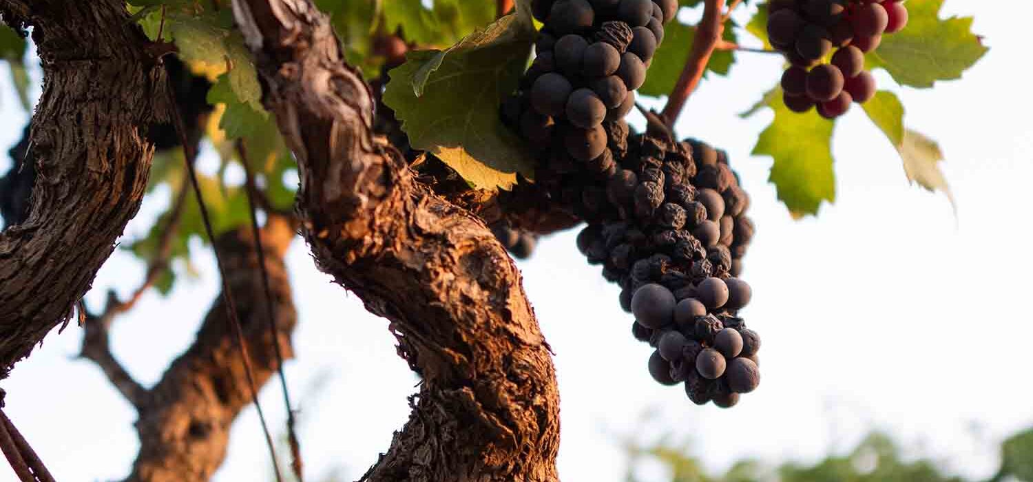 Terminata la vendemmia per il Primitivo di Manduria: è una delle migliori