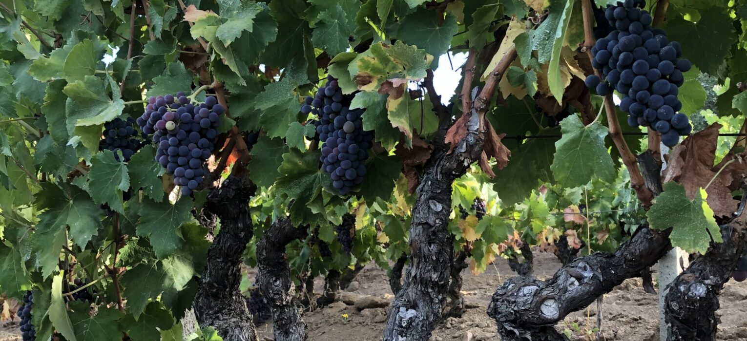 Bentu Luna e l'inestimabile tesoro delle vecchie vigne nel cuore della Sardegna