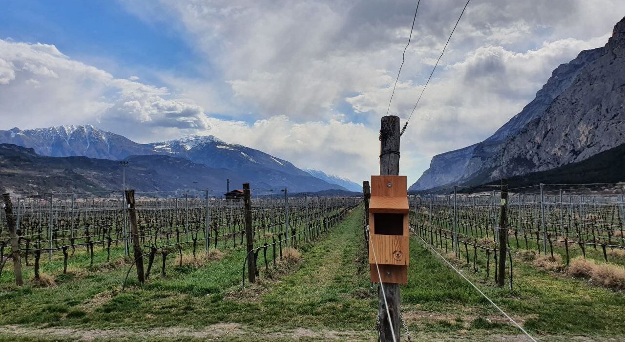 Cantina Toblino e Beelive: un nuovo progetto a sostegno della biodiversità in vigneto tra sostenibilità e impatto sociale