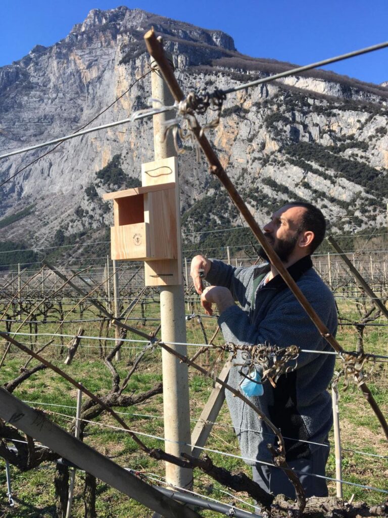 Cantina Toblino e Beelive: un nuovo progetto a sostegno della biodiversità in vigneto tra sostenibilità e impatto sociale