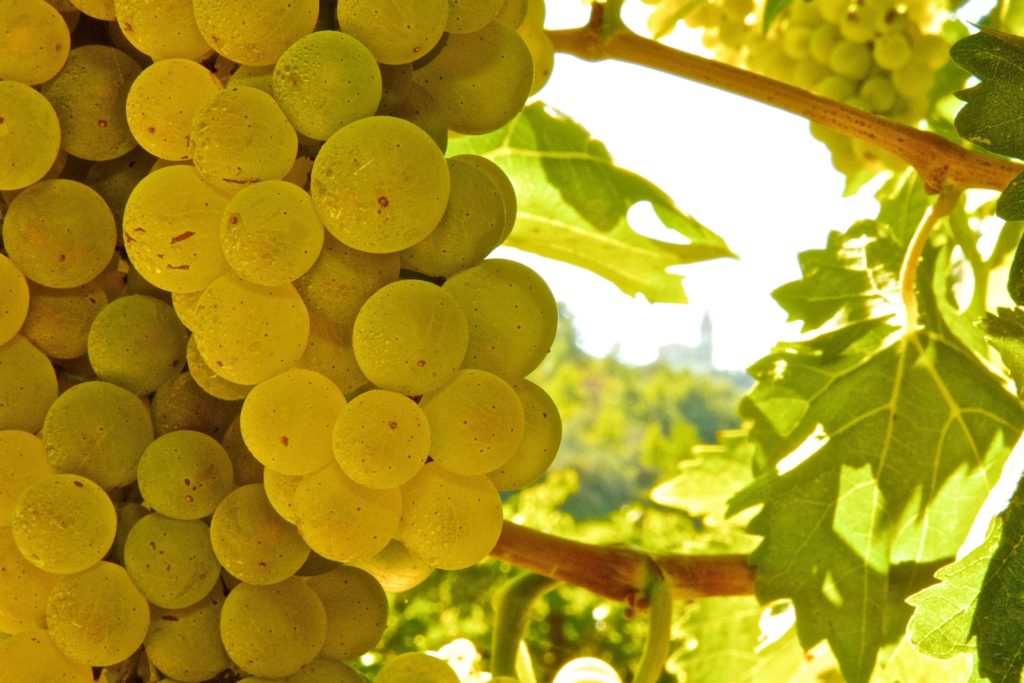 Cantina Tollo proclamata miglior cantina italiana a Mundus Vini